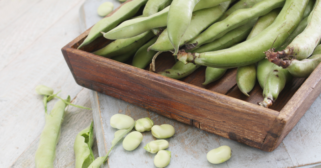 Broad Bean