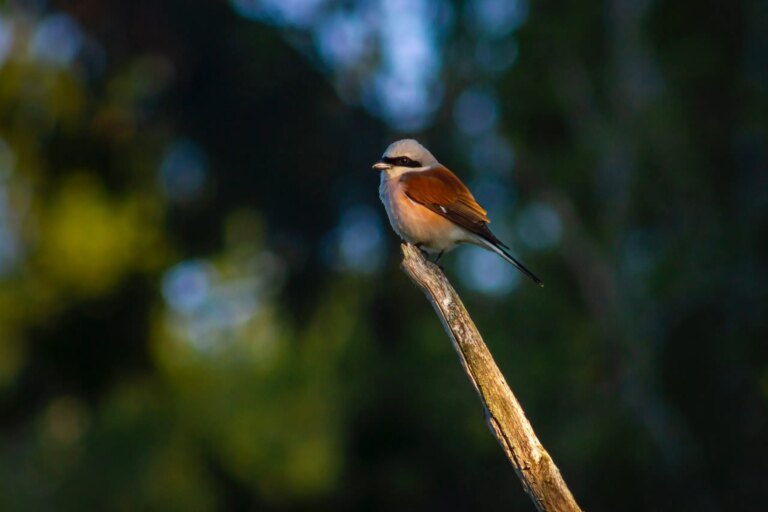 Birdsongs: Natural Sound For Mental Health