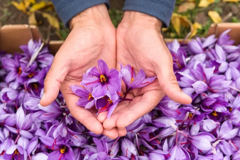 Health Benefits of Saffron